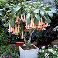 Engelentrompet 'Exotic Pink' - Brugmansia exotic pink - Terras- en balkonplanten