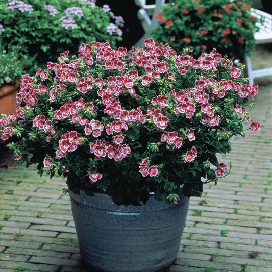 Geranium 'Pansy' - Pelargonium pansy - Terras- en balkonplanten