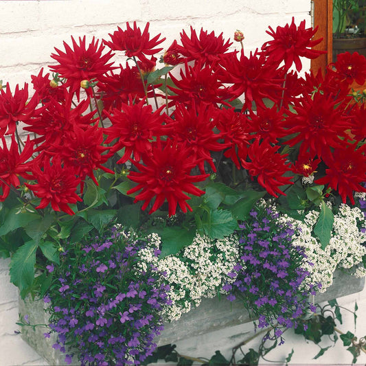 Dahlia 'Red Pigmy' (x3) - Dahlia red pigmy - Zomerbloeiers