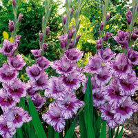 Gladiool 'Passos' (x25) - Gladiolus passos - Zomerbloeiers