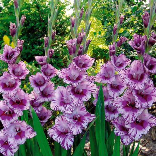 Gladiool 'Passos' (x25) - Gladiolus passos - Zomerbloeiers