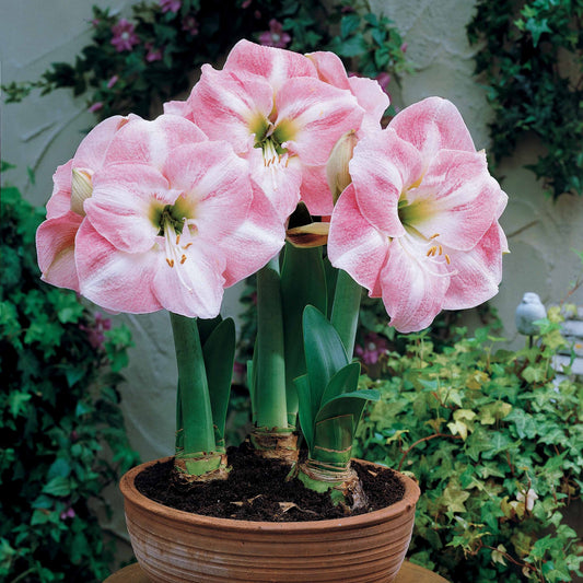 Amaryllis 'Angelique' - Bakker