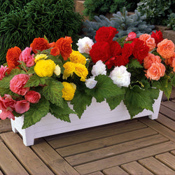 Begonia Mix 'Non Stop' - geel/rood/roze/wit (x16) - Bakker