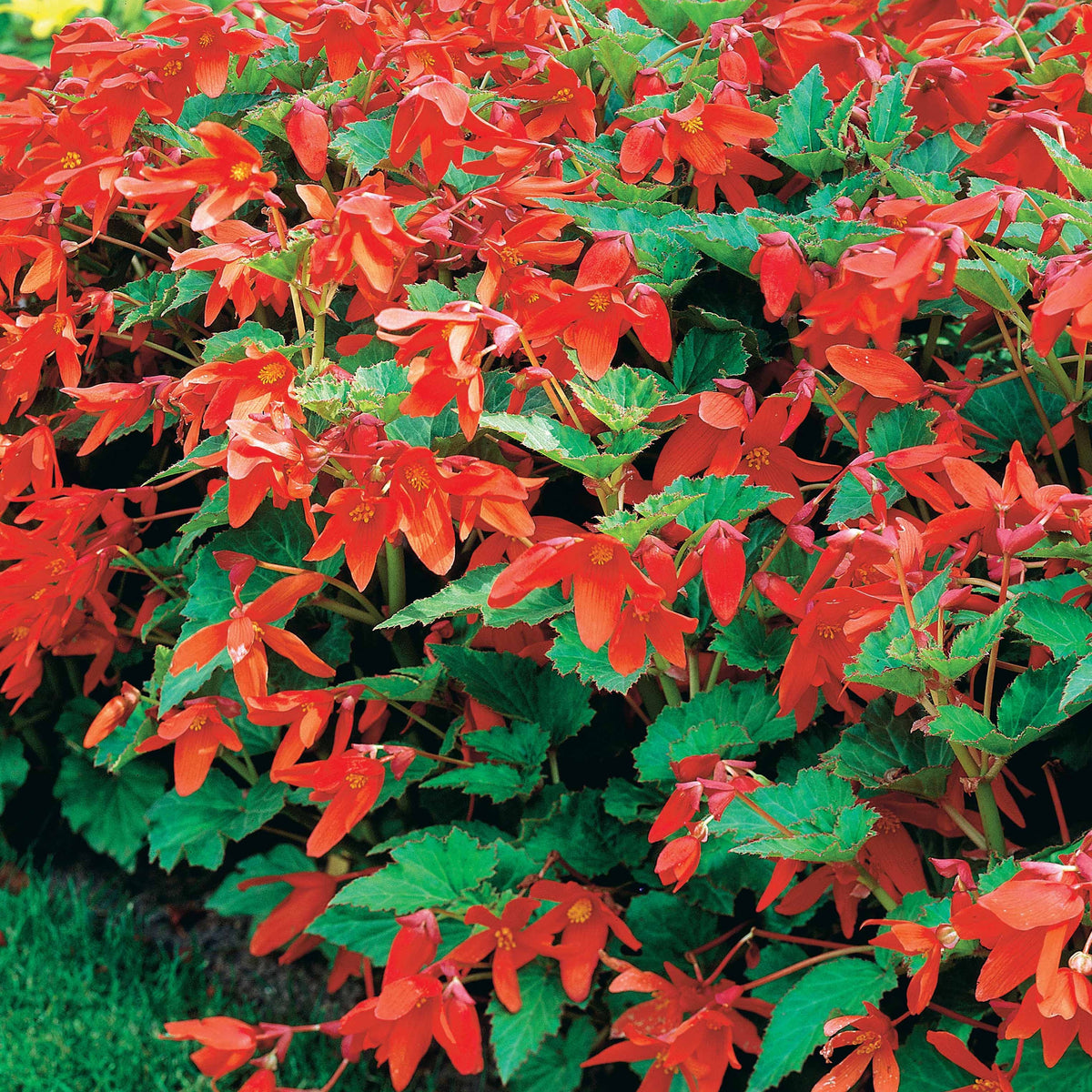 Knolbegonia 'Tanaïs (x2) - Begonia bertinii tanaïs - Bakker