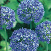 Allium Caeruleum (x20) - Allium azureum - Voorjaarsbloeiers