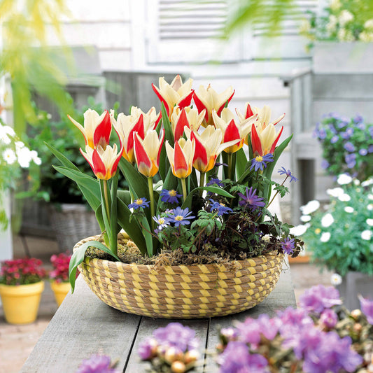 Tulpen Ancilla (x10) - Tulipa kaufmanniana ancilla - Voorjaarsbloeiers