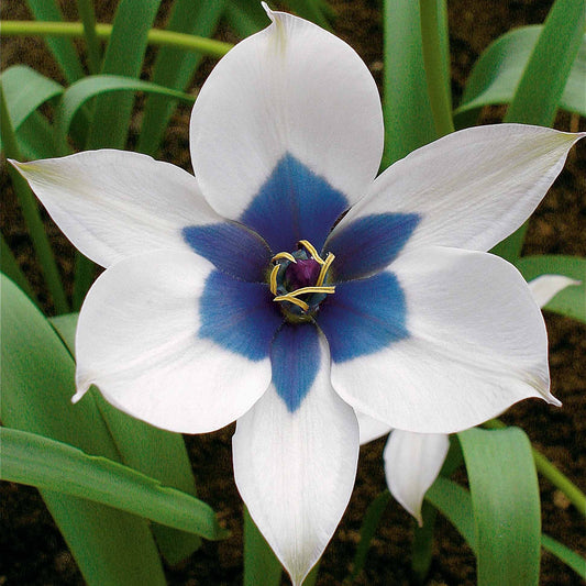 Botanische tulp 'Alba Coerulea Oculata' (x4) - Tulipa humilis alba coerulea oculata - Bloembollen