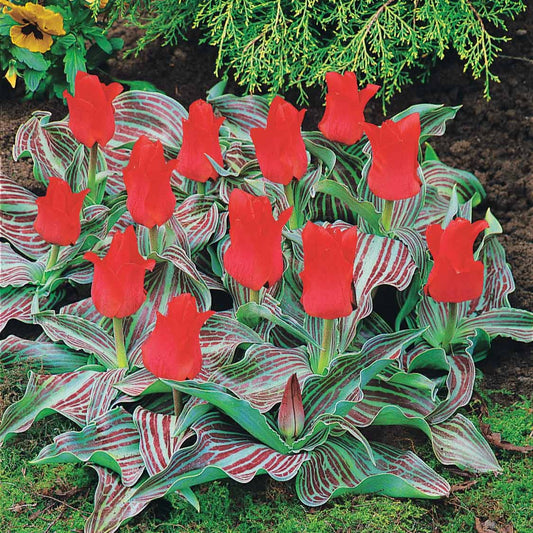 Tulpen Roodkapje (x10) - Tulipa greigii chaperon rouge - Voorjaarsbloeiers