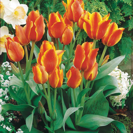 Tulpen Winnipeg (x10) - Tulipa botanique Winnipeg - Bloembollen