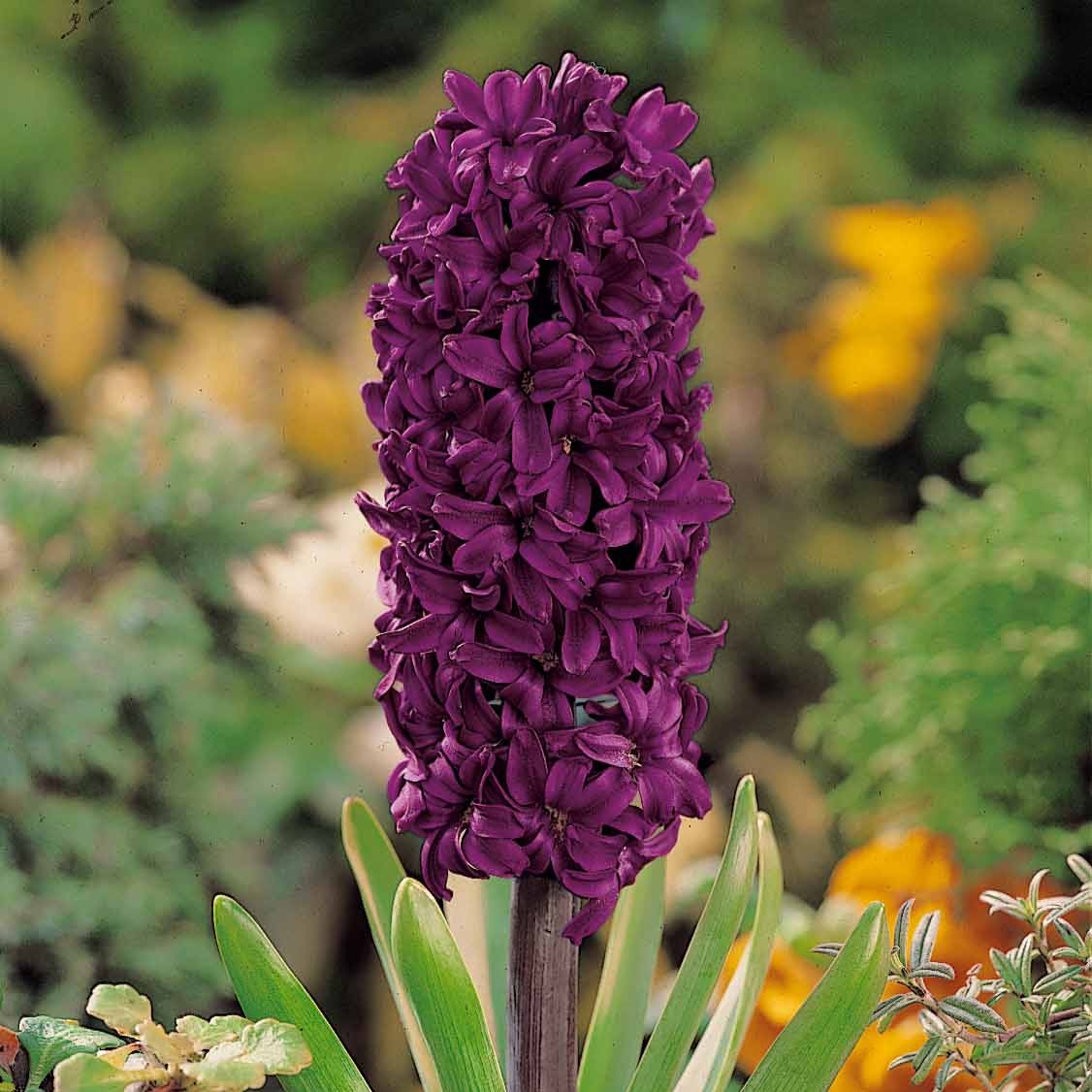 Hyacinthus orientalis woodstock - Hyacinthen 'Woodstock' (x6) - Hyacint