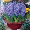 Hyacinthen 'Ostara' (x6) - Hyacinthus orientalis ostara - Bloembollen