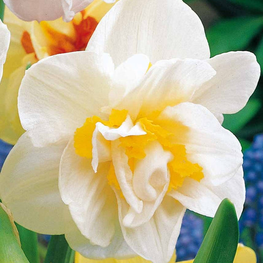 Dubbele Narcissen 'White Lion' (x10) - Bakker