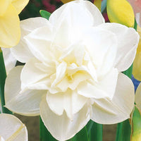 Dubbele Narcissen 'Obdam' (x10) - Narcissus obdam - Bloembollen