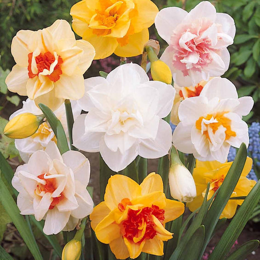 Dubbele Narcissen 'Tahiti' (x10) - Bakker