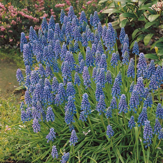 Blauwe druifjes (x10) - Bakker
