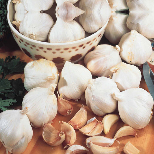 Roze knoflook 'Gayant' - Bakker