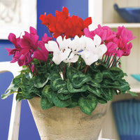 Super serie mini-cyclamen (x3) - Cyclamen super série - Terras- en balkonplanten