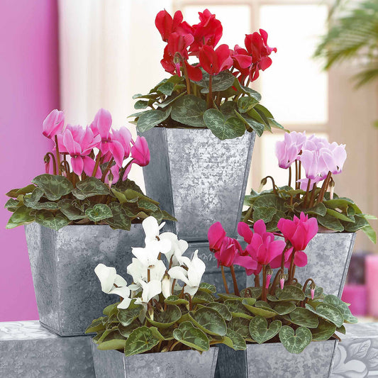 Super serie mini-cyclamen (x3) - Bakker