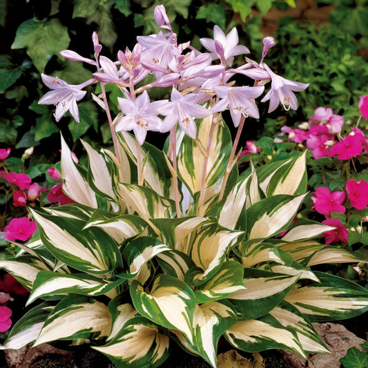 Hosta 'Fire and Ice ' - Bakker