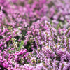 Winterheide - rood (x3) - Bakker