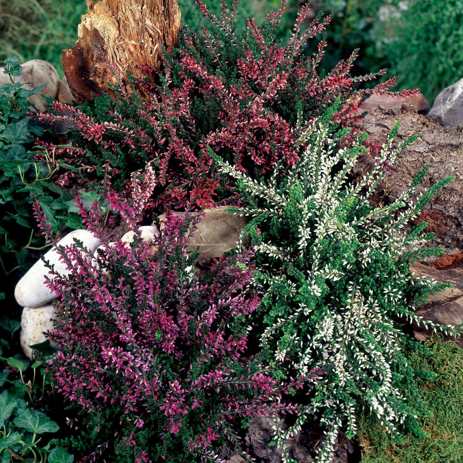 Winterheide - rood (x3) - Erica carnea - Bloeiende vaste tuinplanten