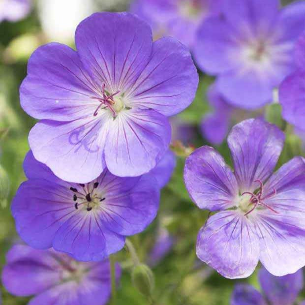 Winterharde geranium Mix 'Katharine Adèle' + hymalayense (x9) - Geranium oxonianum katharine adèle , himalayense,