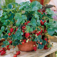 Aardbei 'Maestro' - Fragaria maestro ® cov 89.98.1 - Fruit