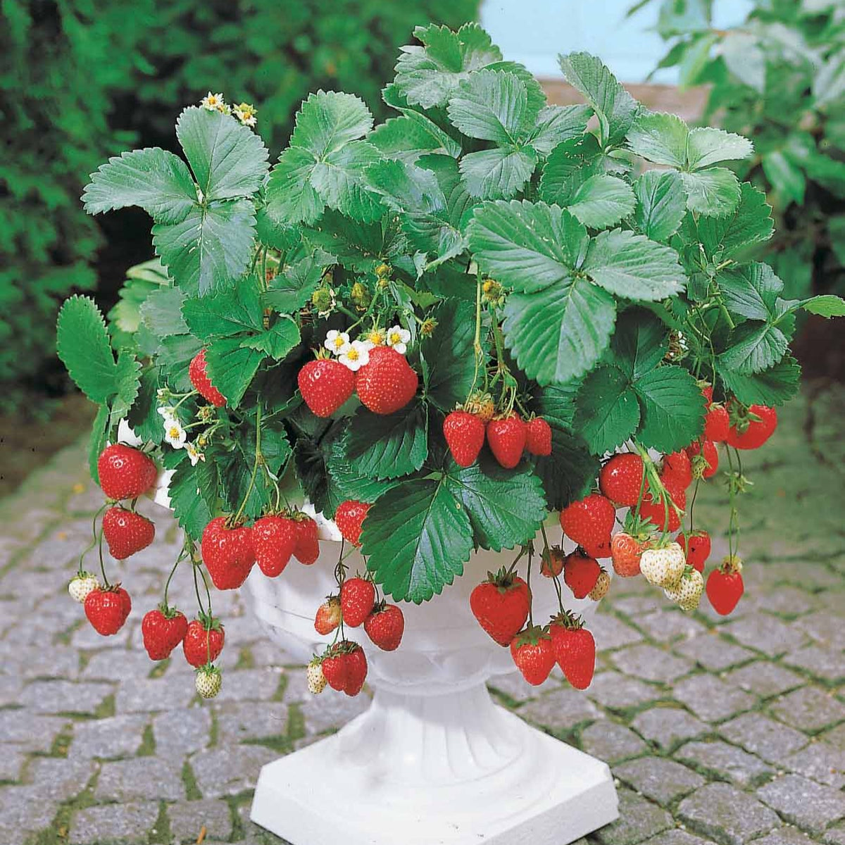 Aardbei 'Maestro' - Bakker