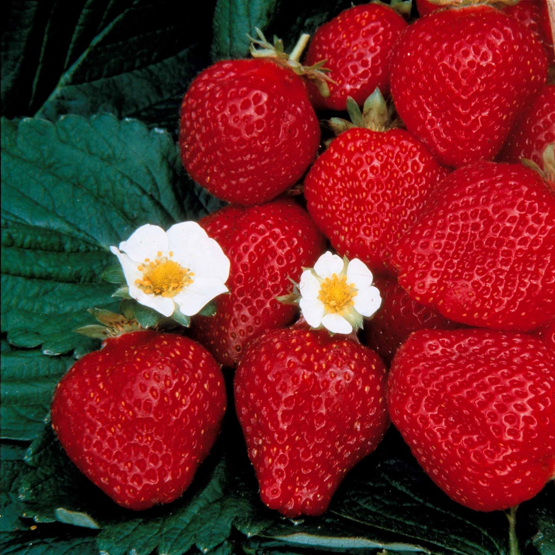 Aardbei 'Maestro' - Fragaria maestro ® cov 89.98.1 - Kleine fruitbomen