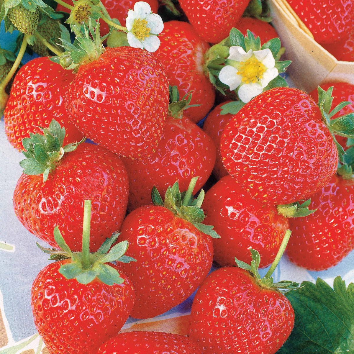 Aardbei 'La Savoureuse de Willemse ® COV MA48' (x20) - Bakker