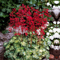 Purperklokje 'Hercules'® (x3) - Heuchera hercules - Tuinplanten