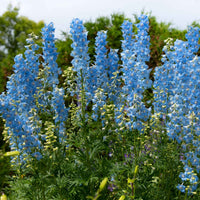 Ridderspoor 'Ciel Blue' (x5) - Delphinium ciel bleu