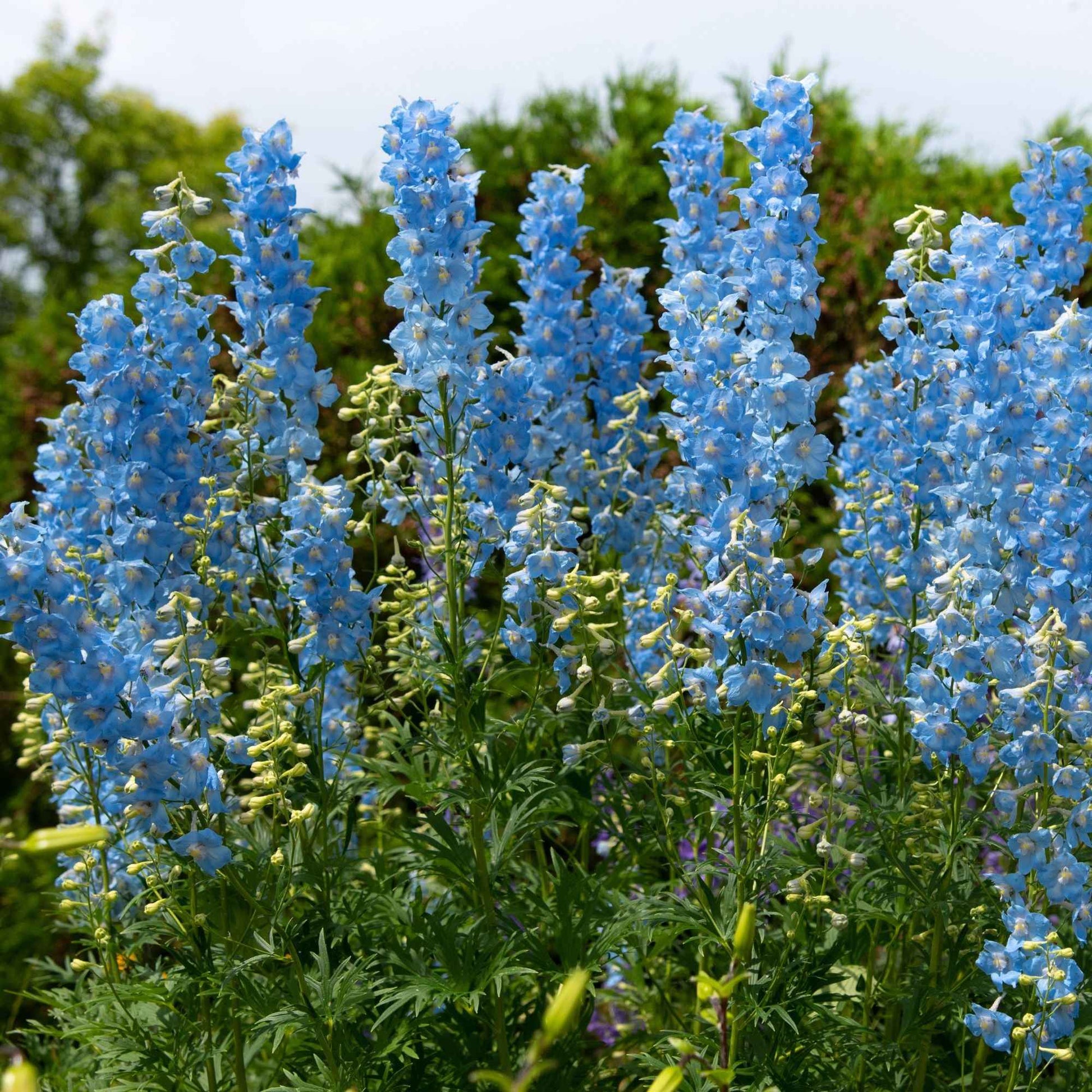 Ridderspoor 'Ciel Blue' (x5) - Delphinium ciel bleu