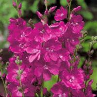 Griekse malva (x3) - Sidalcea Party Girl - Heesters en vaste planten