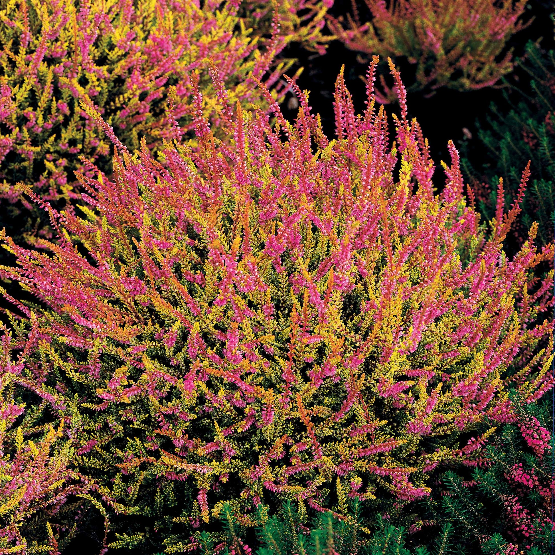 Struikheide - roze (x3) - Calluna vulgaris - Perkplanten