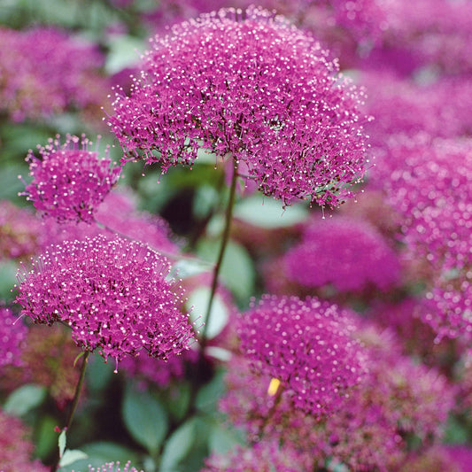 Halsbloem (x3) - Bakker