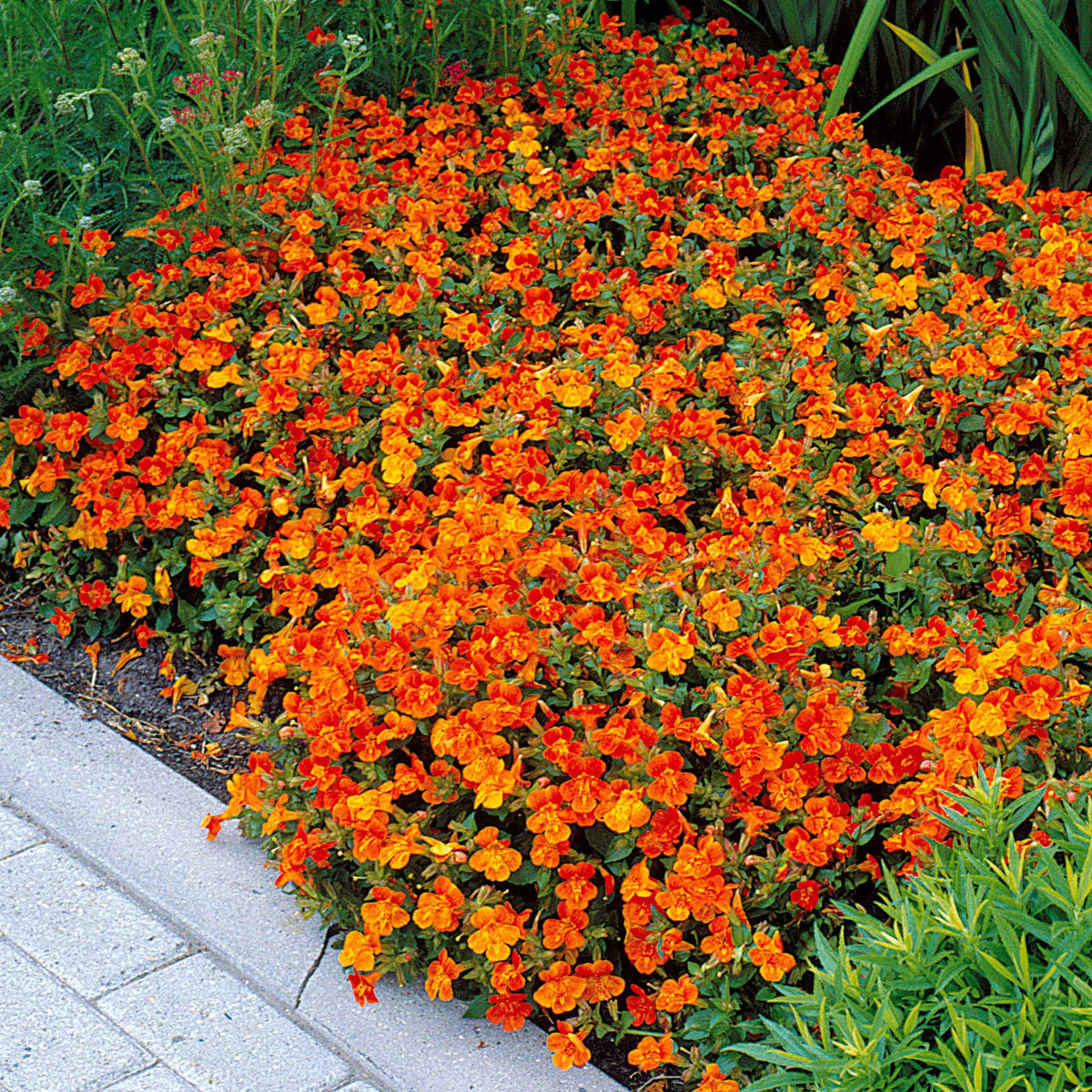Maskerbloem 'Orange Glow' (x5) - Mimulus orange glow - Bakker