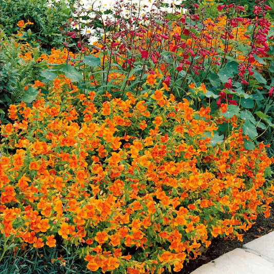 Maskerbloem 'Orange Glow' (x5) - Mimulus orange glow - Heesters en vaste planten