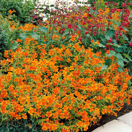 Maskerbloem 'Orange Glow' (x5) - Bakker