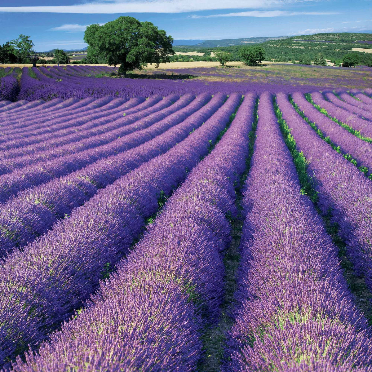 Verkoop Lavendel 'Grosso' - Lavandula angustifolia Grosso