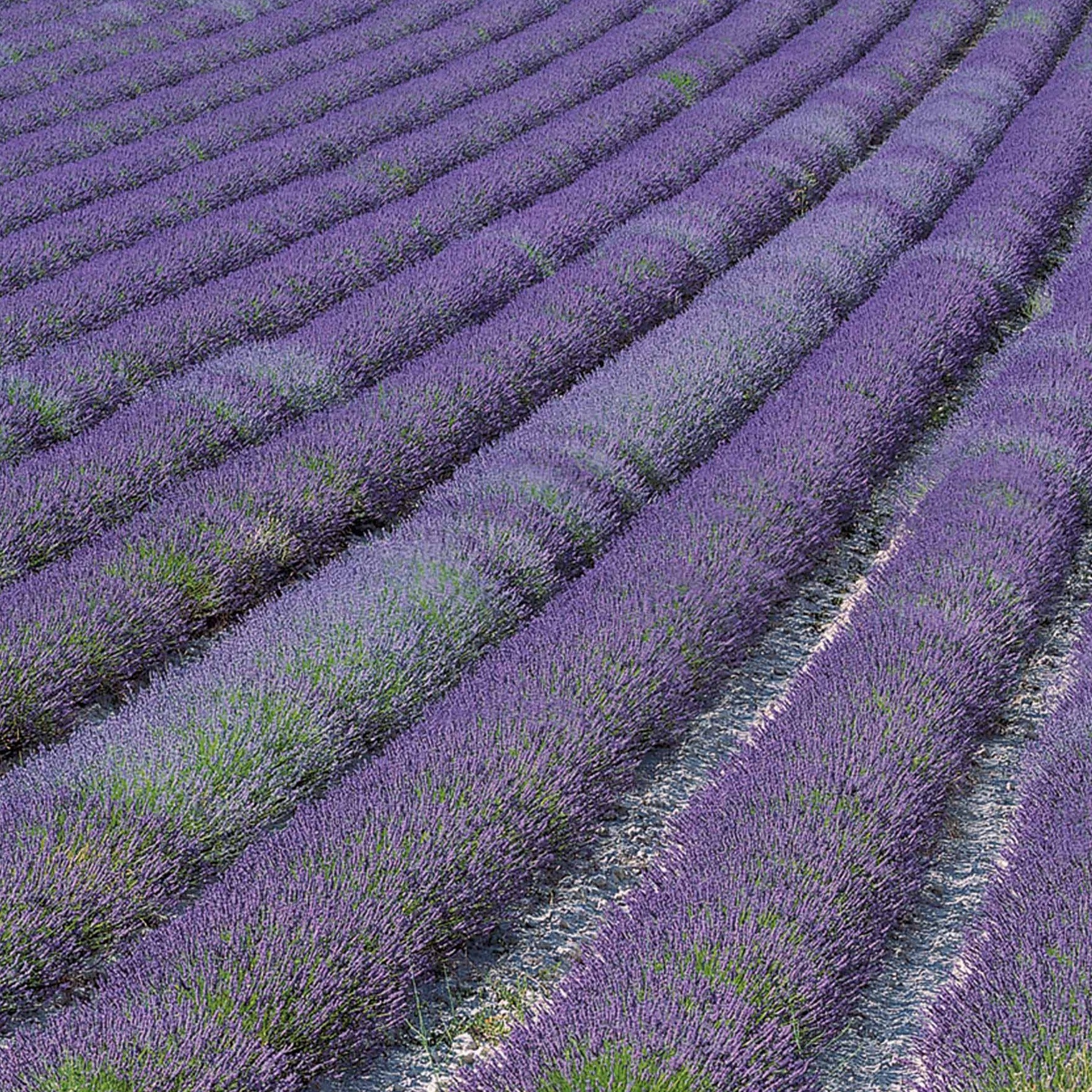 Lavendel 'Grosso' - Lavandula angustifolia Grosso