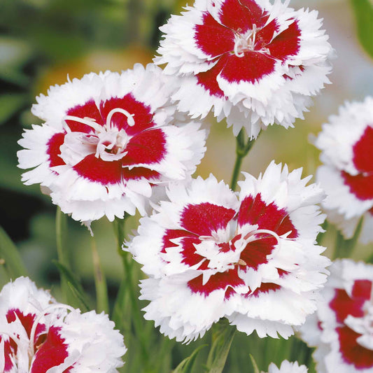 Anjer (x2) - Dianthus spiculifolius - Perkplanten