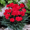 Anjer 'Grenadin Scarlet' (x2) - Dianthus caryophyllus grenadin scarlet - Terras- en balkonplanten