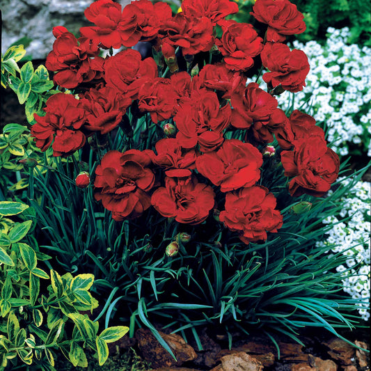 Anjer 'Grenadine Red' (x2) - Dianthus caryophyllus grenadin red - Anjer - Dianthus