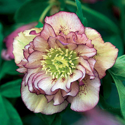 Kerstroos 'Double Ellen Picotée' (x2) - Helleborus orientalis double ellen picotée - Perkplanten