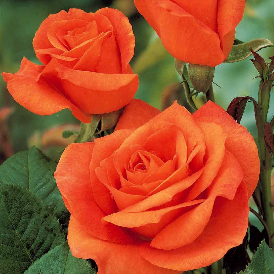 Roos 'Doris Tysterman'® - Rosa doris tysterman - Bakker