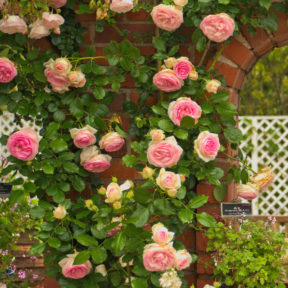 Klimroos 'Pierre de Ronsard' - Rosa grimpant Pierre de Ronsard® Meiviolin - Bakker