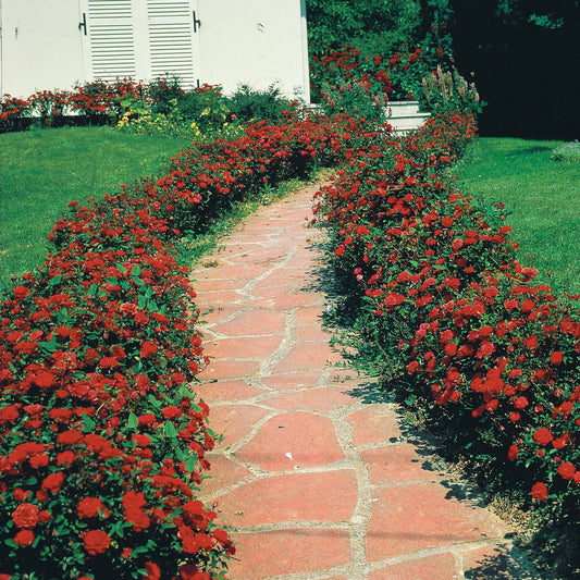 Trosroos 'Alain' (x3) - Rosa polyantha alain - Tuinplanten