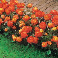 Trosroos 'Harlequin' - Rosa polyantha  harlequin (harlekeijn) - Tuinplanten