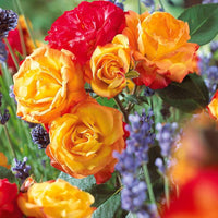 Trosroos 'Harlequin' - Rosa polyantha  harlequin (harlekeijn) - Plantsoort